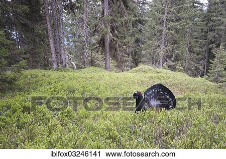 "Western Capercaillie or Wood Grouse (Tetrao urogallus), cock displaying, Tiroler Unterland, Tyrol, Austria, Europe" View Large Photo Image Stock Image - "Western Capercaillie or Wood Grouse (Tetrao urogallus), cock displaying, Tiroler Unterland, Tyrol, Austria, Europe". Fotosearch