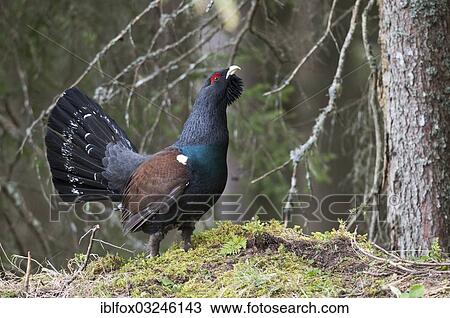 "Western Capercaillie or Wood Grouse (Tetrao urogallus), cock displaying, Tiroler Unterland, Tyrol, Austria, Europe" View Large Photo Image Stock Image - "Western Capercaillie or Wood Grouse (Tetrao urogallus), cock displaying, Tiroler Unterland, Tyrol, Austria, Europe". Fotosearch