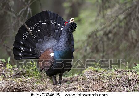 "Western Capercaillie or Wood Grouse (Tetrao urogallus), cock displaying, Tiroler Unterland, Tyrol, Austria, Europe" View Large Photo Image Stock Image - "Western Capercaillie or Wood Grouse (Tetrao urogallus), cock displaying, Tiroler Unterland, Tyrol, Austria, Europe". Fotosearch