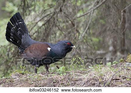 "Western Capercaillie or Wood Grouse (Tetrao urogallus), foraging for food, Tiroler Unterland, Tyrol, Austria, Europe" View Large Photo Image Stock Image - "Western Capercaillie or Wood Grouse (Tetrao urogallus), foraging for food, Tiroler Unterland, Tyrol, Austria, Europe". Fotosearch
