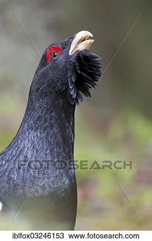 "Western Capercaillie or Wood Grouse (Tetrao urogallus), cock displaying, portrait, Tiroler Unterland, Tyrol, Austria, Europe" View Large Photo Image Stock Image - "Western Capercaillie or Wood Grouse (Tetrao urogallus), cock displaying, portrait, Tiroler Unterland, Tyrol, Austria, Europe". Fotosearch