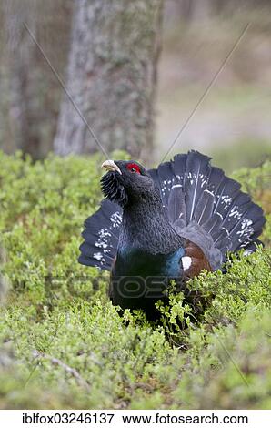 "Western Capercaillie or Wood Grouse (Tetrao urogallus), cock displaying, Tiroler Unterland, Tyrol, Austria, Europe" View Large Photo Image Stock Photo - "Western Capercaillie or Wood Grouse (Tetrao urogallus), cock displaying, Tiroler Unterland, Tyrol, Austria, Europe". Fotosearch