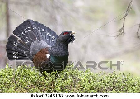 "Western Capercaillie or Wood Grouse (Tetrao urogallus), cock displaying, Tiroler Unterland, Tyrol, Austria, Europe" View Large Photo Image Stock Photo - "Western Capercaillie or Wood Grouse (Tetrao urogallus), cock displaying, Tiroler Unterland, Tyrol, Austria, Europe". Fotosearch