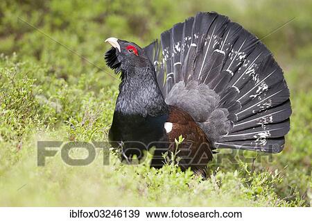 "Western Capercaillie or Wood Grouse (Tetrao urogallus), cock displaying, Tiroler Unterland, Tyrol, Austria, Europe" View Large Photo Image Stock Photo - "Western Capercaillie or Wood Grouse (Tetrao urogallus), cock displaying, Tiroler Unterland, Tyrol, Austria, Europe". Fotosearch