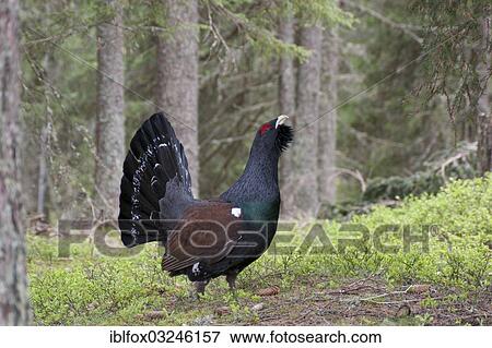 "Western Capercaillie or Wood Grouse (Tetrao urogallus), cock displaying, Tiroler Unterland, Tyrol, Austria, Europe" View Large Photo Image Stock Photo - "Western Capercaillie or Wood Grouse (Tetrao urogallus), cock displaying, Tiroler Unterland, Tyrol, Austria, Europe". Fotosearch