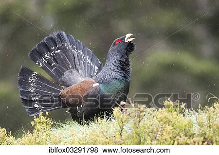 "Western Capercaillie or Wood Grouse (Tetrao urogallus), male displaying during snowfall, Tyrolean Oberland, Tyrol, Austria, Europe" View Large Photo Image Stock Photo - "Western Capercaillie or Wood Grouse (Tetrao urogallus), male displaying during snowfall, Tyrolean Oberland, Tyrol, Austria, Europe". Fotosearch