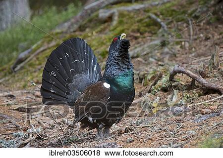 Stock Photo - "Western Capercaillie or Wood Grouse (Tetrao urogallus), courting display, Kirchberg, Tyrol, Austria, Europe". Fotosearch