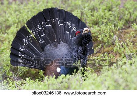 "Western Capercaillie or Wood Grouse (Tetrao urogallus), cock displaying, Tiroler Unterland, Tyrol, Austria, Europe" View Large Photo Image Stock Photograph - "Western Capercaillie or Wood Grouse (Tetrao urogallus), cock displaying, Tiroler Unterland, Tyrol, Austria, Europe". Fotosearch