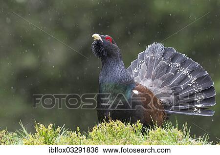 "Western Capercaillie or Wood Grouse (Tetrao urogallus), male displaying during snowfall, Tyrolean Oberland, Tyrol, Austria, Europe" View Large Photo Image Stock Photograph - "Western Capercaillie or Wood Grouse (Tetrao urogallus), male displaying during snowfall, Tyrolean Oberland, Tyrol, Austria, Europe". Fotosearch