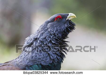 "Western Capercaillie (Tetrao urogallus), portrait, Tyrol, Austria, Europe" View Large Photo Image Picture - "Western Capercaillie (Tetrao urogallus), portrait, Tyrol, Austria, Europe". Fotosearch