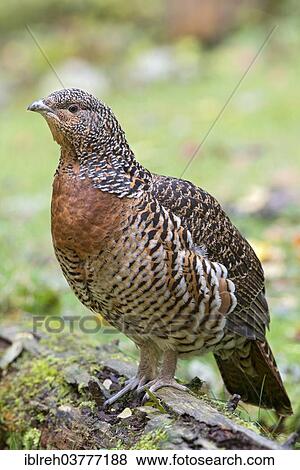 Stock Photo - "Western Capercaillie (Tetrao urogallus), female, outdoor enclosure, Bavarian Forest National Park, Bavaria, Germany, Europe". Fotosearch