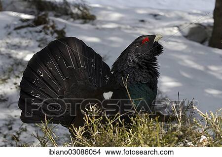"Western Capercaillie, Wood Grouse, Heather Cock or Capercaillie (Tetrao urogallus), male, displaying, Tyrol, Austria, Europe" View Large Photo Image Picture - "Western Capercaillie, Wood Grouse, Heather Cock or Capercaillie (Tetrao urogallus), male, displaying, Tyrol, Austria, Europe". Fotosearch
