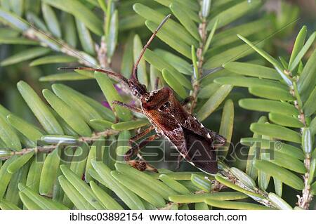 "Western Conifer Seed Bug (Leptoglossus occidentalis), Upper Bavaria, Bavaria, Germany, Europe" View Large Photo Image Picture - "Western Conifer Seed Bug (Leptoglossus occidentalis), Upper Bavaria, Bavaria, Germany, Europe". Fotosearch