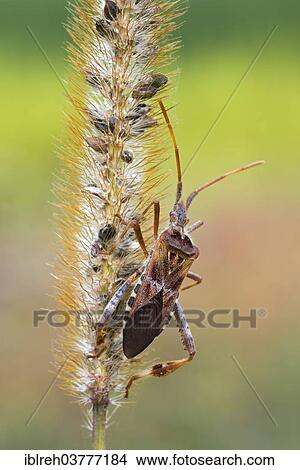 Picture - "Western Conifer-seed Bug (Leptoglossus occidentalis), Burgenland, Austria, Europe". Fotosearch