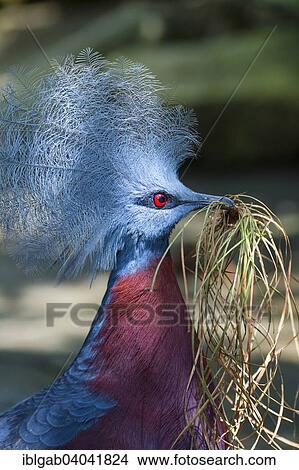 "Western Crowned Pigeon or Common Crowned Pigeon (Goura cristata), Bali Bird Park, Bali, Indonesia, Asia" View Large Photo Image Picture - "Western Crowned Pigeon or Common Crowned Pigeon (Goura cristata), Bali Bird Park, Bali, Indonesia, Asia". Fotosearch
