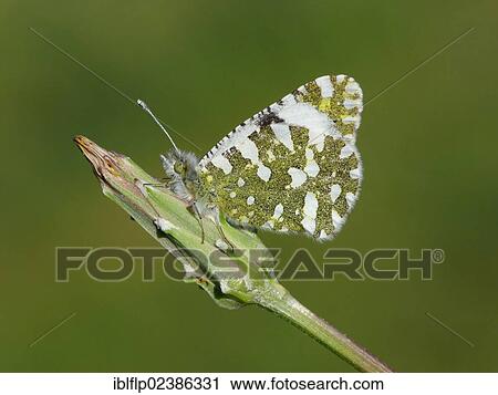 "Western Dappled White (Euchloe crameri), adult, resting on flowerbud, Andalucia, Spain, Europe" View Large Photo Image Stock Image - "Western Dappled White (Euchloe crameri), adult, resting on flowerbud, Andalucia, Spain, Europe". Fotosearch