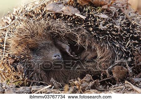 "Western European Hedgehog (Erinaceus europaeus) during hibernation, Lower Saxony, Germany, Europe" View Large Photo Image Picture - "Western European Hedgehog (Erinaceus europaeus) during hibernation, Lower Saxony, Germany, Europe". Fotosearch