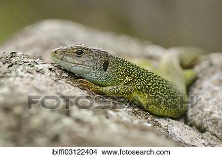 "Western Green lizard (Lacerta bilineata), adult male basking on a rock, Lavertezzo, Valle Verzasca, Kanton Tessin, Switzerland, Europe" View Large Photo Image Picture - "Western Green lizard (Lacerta bilineata), adult male basking on a rock, Lavertezzo, Valle Verzasca, Kanton Tessin, Switzerland, Europe". Fotosearch