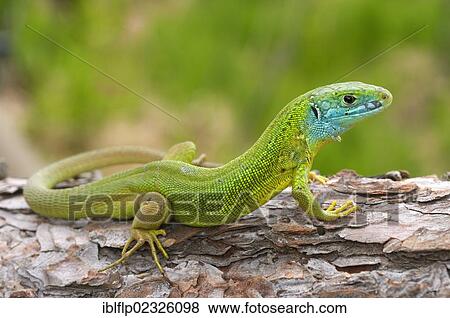 "Western Green Lizard (Lacerta bilineata), adult male, resting on log, Italy, Europe" View Large Photo Image Stock Photo - "Western Green Lizard (Lacerta bilineata), adult male, resting on log, Italy, Europe". Fotosearch