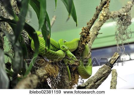 "Western Green Mamba (Dendroaspis viridis), poisonous snake, native to Africa, Terrazoo, North Rhine-Westphalia, Germany, Europe" View Large Photo Image Stock Photo - "Western Green Mamba (Dendroaspis viridis), poisonous snake, native to Africa, Terrazoo, North Rhine-Westphalia, Germany, Europe". Fotosearch