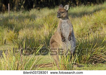 Stock Image - "Western Grey Kangaroo or Kangaroo Island Kangaroo (Macropus fuliginosus), Flinders-Chase-Nationalpark, Kangaroo Island, South Australia, Australia, Oceania". Fotosearch