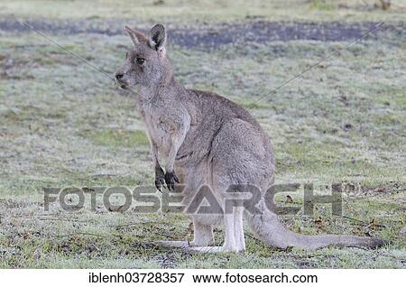 "Western Grey Kangaroo or Kangaroo Island Kangaroo (Macropus fuliginosus), Grampians National Park, Victoria, Australia, Oceania" View Large Photo Image Stock Photo - "Western Grey Kangaroo or Kangaroo Island Kangaroo (Macropus fuliginosus), Grampians National Park, Victoria, Australia, Oceania". Fotosearch