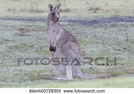 "Western Grey Kangaroo or Kangaroo Island Kangaroo (Macropus fuliginosus), Grampians National Park, Victoria, Australia, Oceania" View Large Photo Image Stock Photography - "Western Grey Kangaroo or Kangaroo Island Kangaroo (Macropus fuliginosus), Grampians National Park, Victoria, Australia, Oceania". Fotosearch
