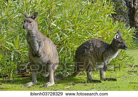 "Western Grey Kangaroos or Kangaroo Island Kangaroos (Macropus fuliginosus), Flinders-Chase-Nationalpark, Kangaroo Island, South Australia, Australia, Oceania" View Large Photo Image Stock Photo - "Western Grey Kangaroos or Kangaroo Island Kangaroos (Macropus fuliginosus), Flinders-Chase-Nationalpark, Kangaroo Island, South Australia, Australia, Oceania". Fotosearch