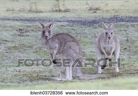 Stock Photograph - "Western Grey Kangaroos or Kangaroo Island Kangaroos (Macropus fuliginosus), Flinders-Chase-Nationalpark, Kangaroo Island, South Australia, Australia, Oceania". Fotosearch