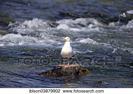 "Western Gull (Larus occidentalis), adult on rocks in the water, Brooks River, Katmai National Park and Preserve, Alaska, United States, North America" View Large Photo Image Stock Image - "Western Gull (Larus occidentalis), adult on rocks in the water, Brooks River, Katmai National Park and Preserve, Alaska, United States, North America". Fotosearch