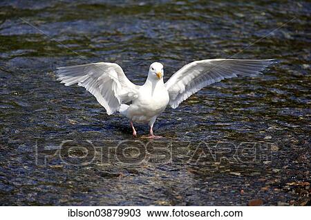 "Western Gull (Larus occidentalis) adult, in the water, Brooks River, Katmai National Park and Preserve, Alaska, United States, North America" View Large Photo Image Stock Image - "Western Gull (Larus occidentalis) adult, in the water, Brooks River, Katmai National Park and Preserve, Alaska, United States, North America". Fotosearch