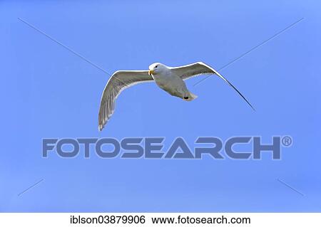 "Western Gull (Larus occidentalis) adult, flying, Brooks River, Katmai National Park and Preserve, Alaska, United States, North America" View Large Photo Image Stock Photograph - "Western Gull (Larus occidentalis) adult, flying, Brooks River, Katmai National Park and Preserve, Alaska, United States, North America". Fotosearch
