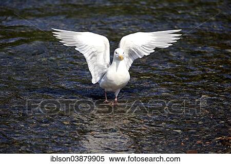 "Western Gull (Larus occidentalis) adult, in the water, Brooks River, Katmai National Park and Preserve, Alaska, United States, North America" View Large Photo Image Stock Photography - "Western Gull (Larus occidentalis) adult, in the water, Brooks River, Katmai National Park and Preserve, Alaska, United States, North America". Fotosearch