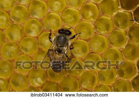 "Western Honey Bee (Apis mellifera), worker on honeycomb with newly hatched larvae in brood cells, Thuringia, Germany, Europe" View Large Photo Image Picture - "Western Honey Bee (Apis mellifera), worker on honeycomb with newly hatched larvae in brood cells, Thuringia, Germany, Europe". Fotosearch
