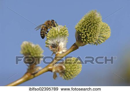 "Western honey bee (Apis mellifera) perched on the female catkins of a goat willow (Salix caprea), Thuringia, Germany, Europe" View Large Photo Image Stock Photo - "Western honey bee (Apis mellifera) perched on the female catkins of a goat willow (Salix caprea), Thuringia, Germany, Europe". Fotosearch
