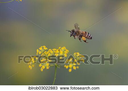 "Western Honey Bee or European Honey Bee (Apis mellifera) in flight, Thuringia, Germany, Europe" View Large Photo Image Stock Image - "Western Honey Bee or European Honey Bee (Apis mellifera) in flight, Thuringia, Germany, Europe". Fotosearch