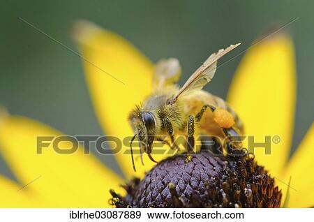 Stock Photo - "Western Honey Bee or European Honey Bee (Apis mellifera), on an Orange Coneflower (Rudbeckia fulgida), Osnabruck, Osnabruck, Lower Saxony, Germany, Europe". Fotosearch