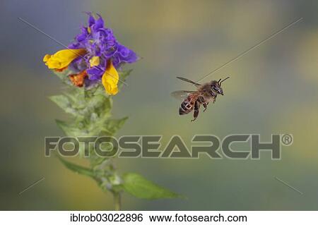 "Western Honey Bee or European Honey Bee (Apis mellifera) in flight, Thuringia, Germany, Europe" View Large Photo Image Stock Photograph - "Western Honey Bee or European Honey Bee (Apis mellifera) in flight, Thuringia, Germany, Europe". Fotosearch