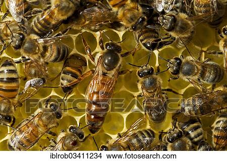 "Western Honey Bees (Apis mellifera), queen on honeycomb surrounded by workers, Thuringia, Germany, Europe" View Large Photo Image Picture - "Western Honey Bees (Apis mellifera), queen on honeycomb surrounded by workers, Thuringia, Germany, Europe". Fotosearch