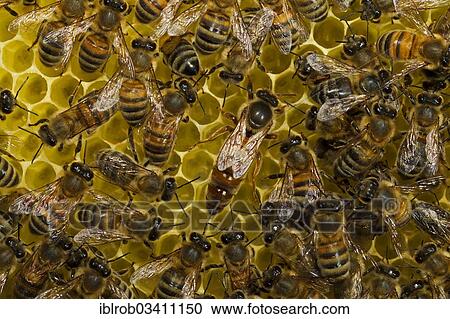 "Western Honey Bees (Apis mellifera), queen on honeycomb surrounded by workers, Thuringia, Germany, Europe" View Large Photo Image Stock Image - "Western Honey Bees (Apis mellifera), queen on honeycomb surrounded by workers, Thuringia, Germany, Europe". Fotosearch