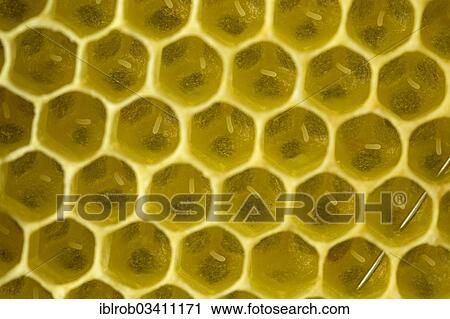 "Western Honey Bees (Apis mellifera), freshly laid eggs in the brood cells of a honeycomb, Thuringia, Germany, Europe" View Large Photo Image Stock Image - "Western Honey Bees (Apis mellifera), freshly laid eggs in the brood cells of a honeycomb, Thuringia, Germany, Europe". Fotosearch
