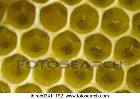 "Western Honey Bees (Apis mellifera), freshly laid eggs in the brood cells of a honeycomb, Thuringia, Germany, Europe" View Large Photo Image Stock Image - "Western Honey Bees (Apis mellifera), freshly laid eggs in the brood cells of a honeycomb, Thuringia, Germany, Europe". Fotosearch