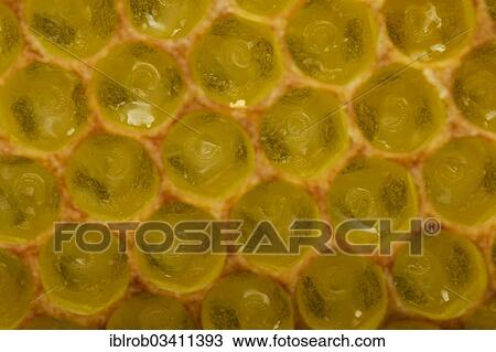 Stock Image - "Western Honey Bees (Apis mellifera), newly hatched larvae in the brood cells of a honeycomb, Thuringia, Germany, Europe". Fotosearch