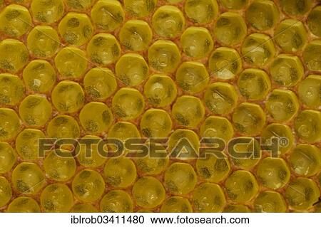 Stock Image - "Western Honey Bees (Apis mellifera), newly hatched larvae in the brood cells of a honeycomb, Thuringia, Germany, Europe". Fotosearch