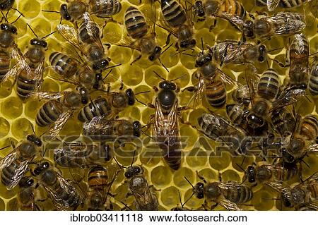 "Western Honey Bees (Apis mellifera), queen on honeycomb surrounded by workers, Thuringia, Germany, Europe" View Large Photo Image Stock Photo - "Western Honey Bees (Apis mellifera), queen on honeycomb surrounded by workers, Thuringia, Germany, Europe". Fotosearch