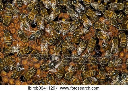 "Western Honey Bees (Apis mellifera), workers on the sealed brood cells of a honeycomb, Thuringia, Germany, Europe" View Large Photo Image Stock Photo - "Western Honey Bees (Apis mellifera), workers on the sealed brood cells of a honeycomb, Thuringia, Germany, Europe". Fotosearch