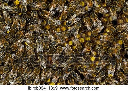 "Western Honey Bees (Apis mellifera), workers on the sealed brood cells of a honeycomb, Thuringia, Germany, Europe" View Large Photo Image Stock Photo - "Western Honey Bees (Apis mellifera), workers on the sealed brood cells of a honeycomb, Thuringia, Germany, Europe". Fotosearch
