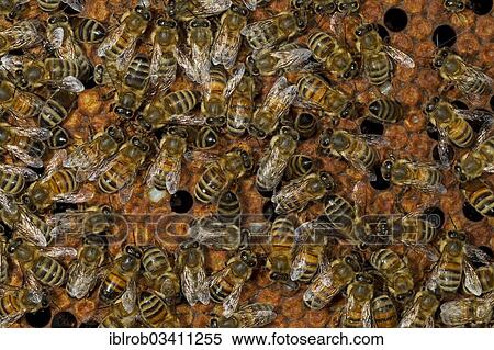 Stock Photography - "Western Honey Bees (Apis mellifera), workers on the sealed brood cells of a honeycomb, Thuringia, Germany, Europe". Fotosearch