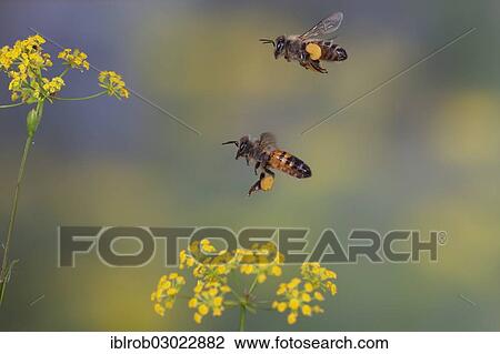 "Western Honey Bees or European Honey Bees (Apis mellifera) in flight, Thuringia, Germany, Europe" View Large Photo Image Stock Image - "Western Honey Bees or European Honey Bees (Apis mellifera) in flight, Thuringia, Germany, Europe". Fotosearch
