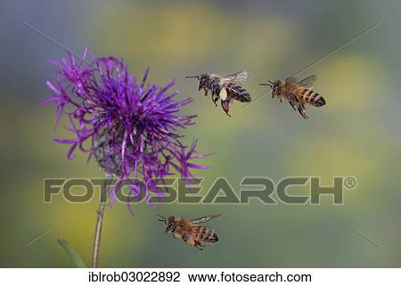 "Western Honey Bees or European Honey Bees (Apis mellifera) in flight, Thuringia, Germany, Europe" View Large Photo Image Stock Image - "Western Honey Bees or European Honey Bees (Apis mellifera) in flight, Thuringia, Germany, Europe". Fotosearch